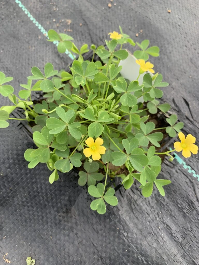 New Research Reveals How Low Doses of Dicamba Herbicide May Enhance Weed Bloom Production