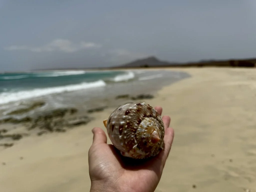 Mollusk Microbiomes: Family Traits Matter More Than Habitat