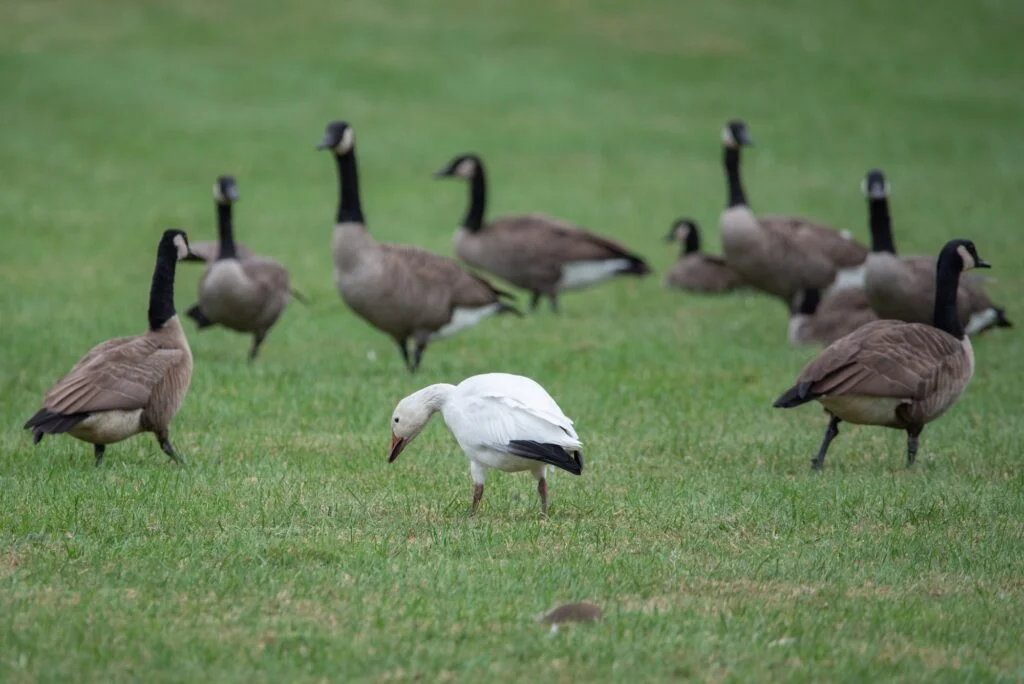 Harnessing AI to Transform Citizen Science into Ecological Insights